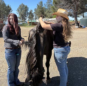Horse Grooming